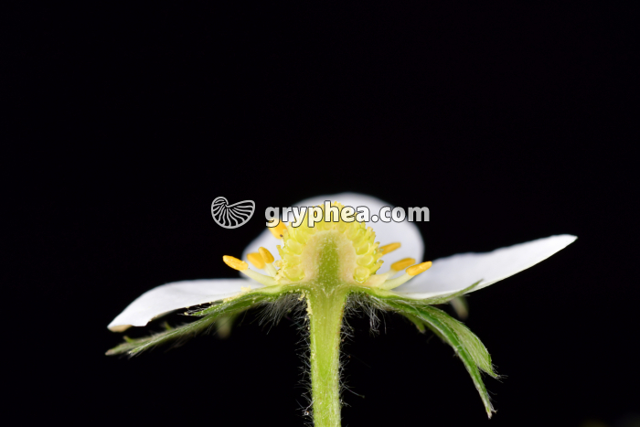 Fraisier des bois (Fragaria vesca) - Fleur en CL - gryphea.com